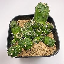 71+gs0NlpbL._AC_UL210_SR210,